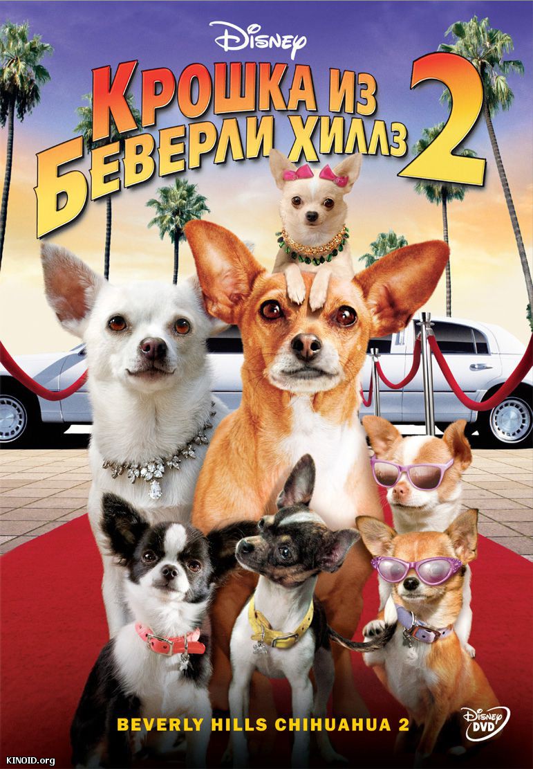кадры из Крошка из Беверли-Хиллз 2 / Beverly Hills Chihuahua 2 (2010) смотреть онлайн